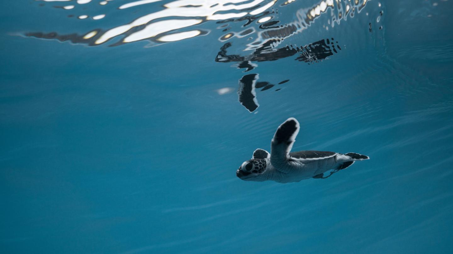bébé tortue océan