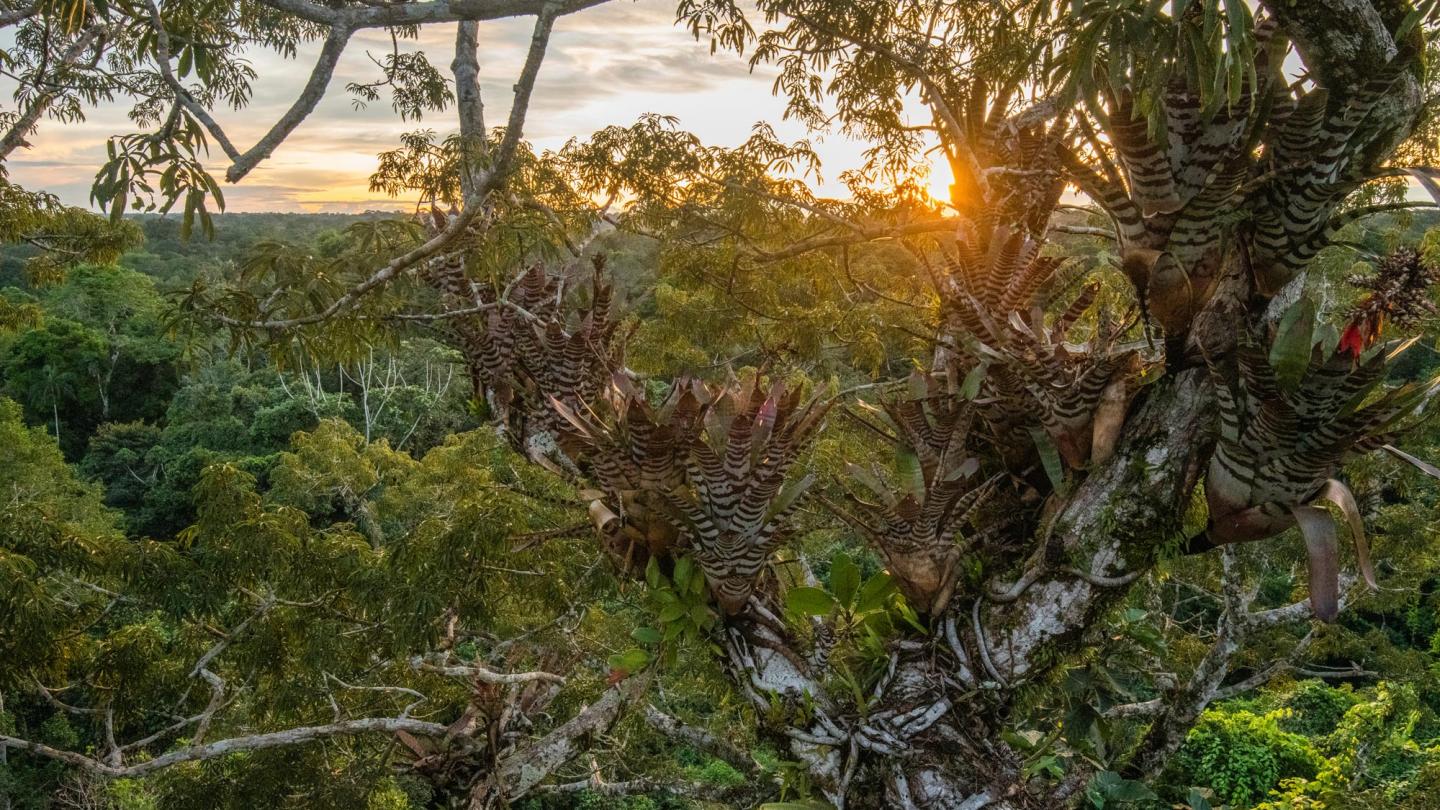 Forêt amazonienne