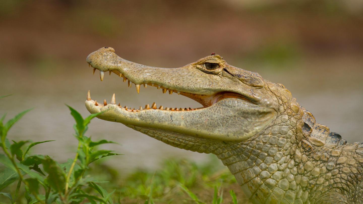 Caïman à lunettes (Caiman crocodilus) dans les llanos de Colombie