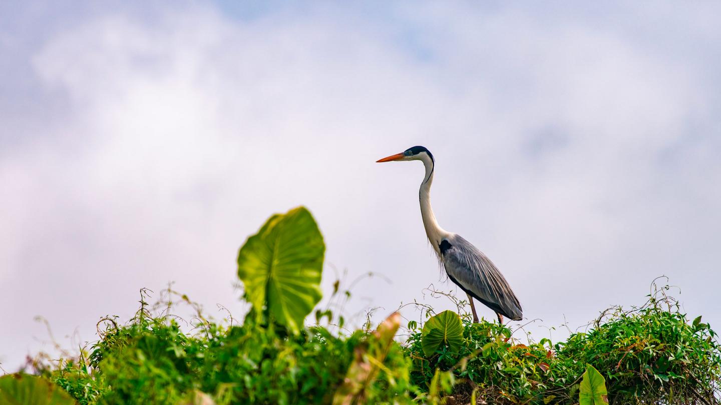 Héron dans la Laguna Negra (lac Noir), près de San José del Guaviare, département de Guaviare, Colombie.