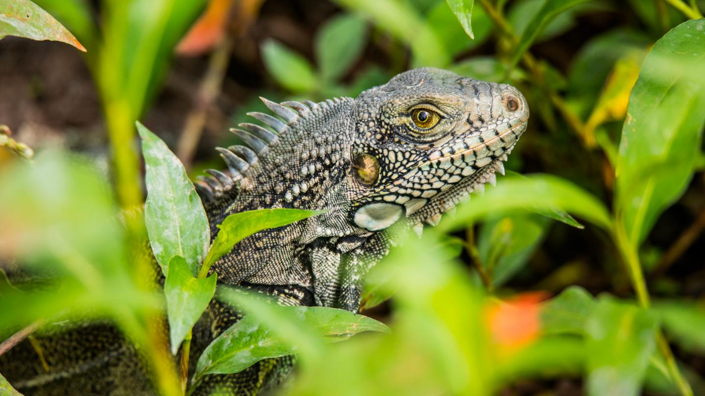 Iguana Cesanare - Colombie