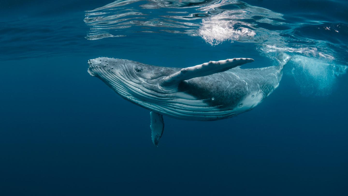 Baleine à bosses dans l'océan