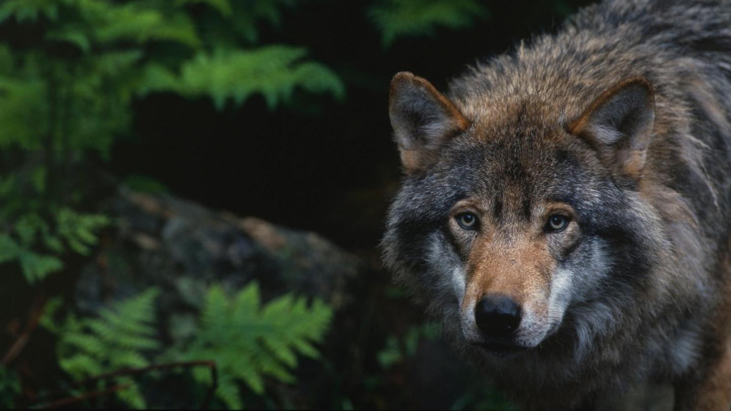 Loup européen (Canis lupus) en captivité , Zoo de Boras (Suède)