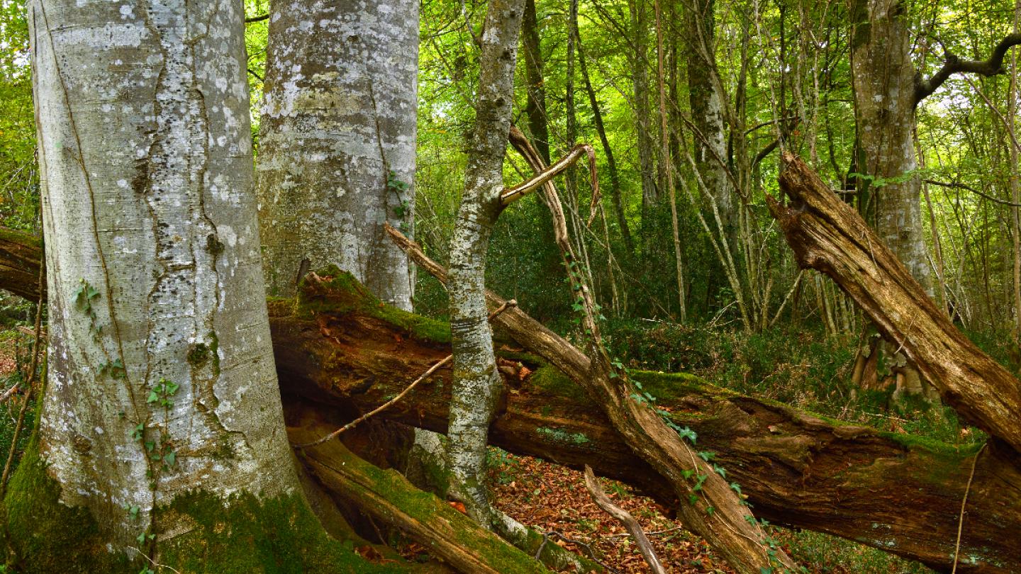 Forêt Nature Impact 