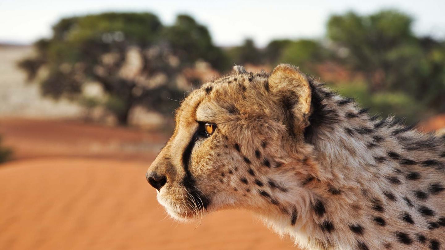 Guépard de profil, en Namibie