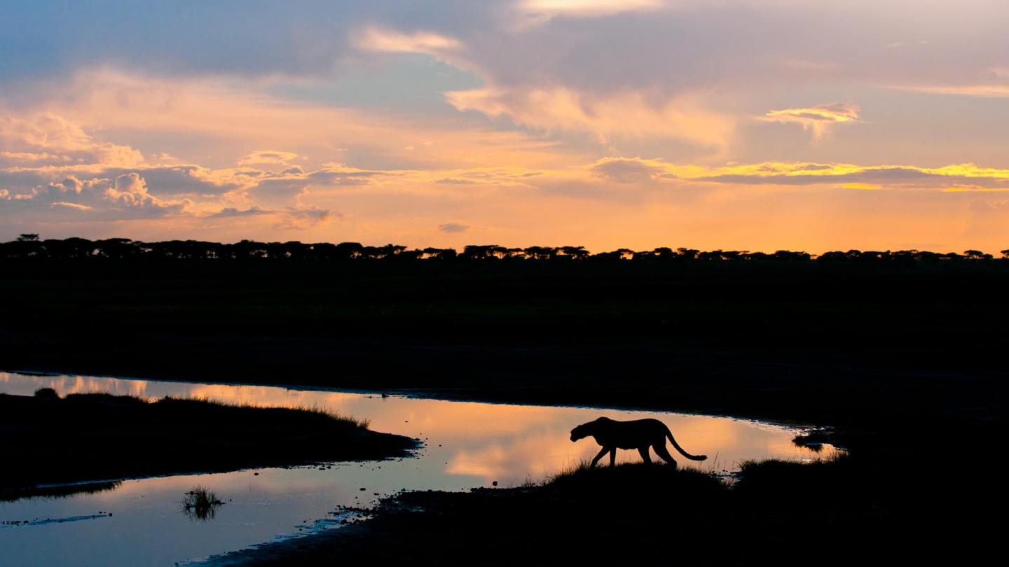 Silhouette de Guépard au soleil couchant