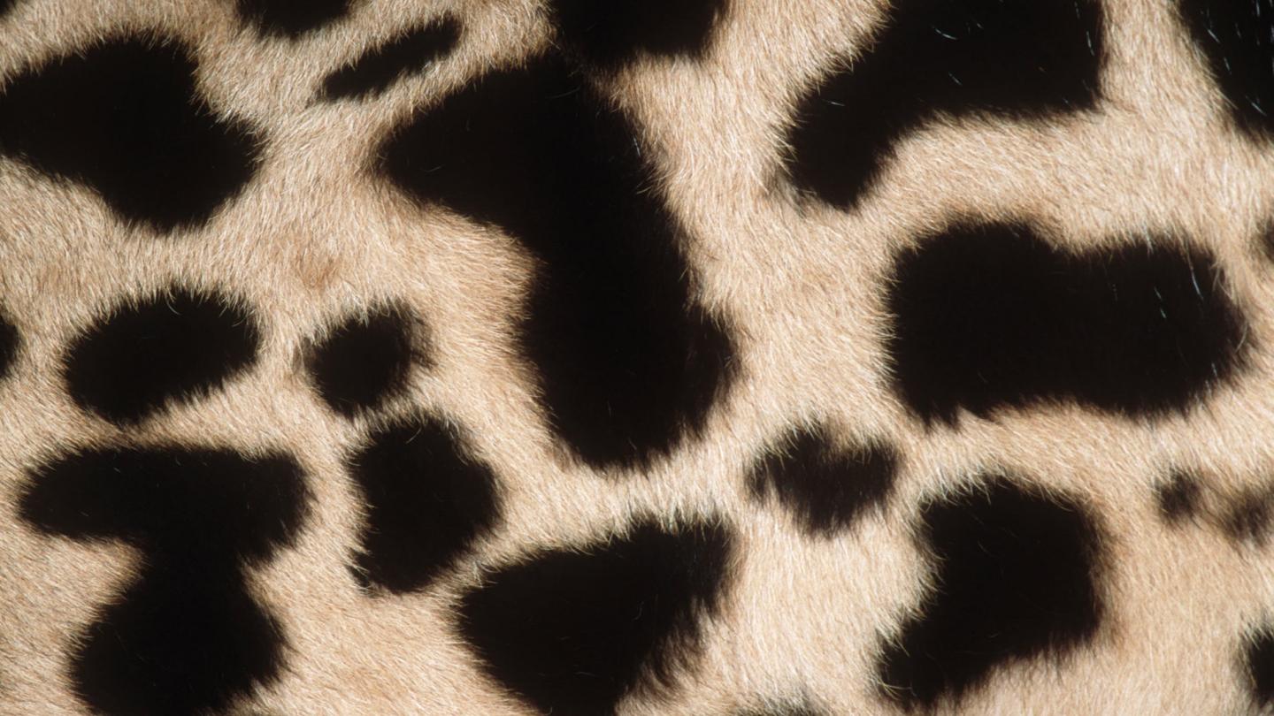 Texture tâches de guépard