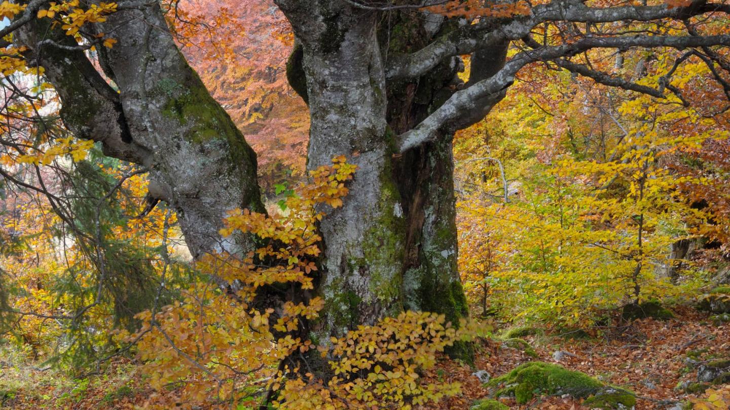 Arbre Ancien