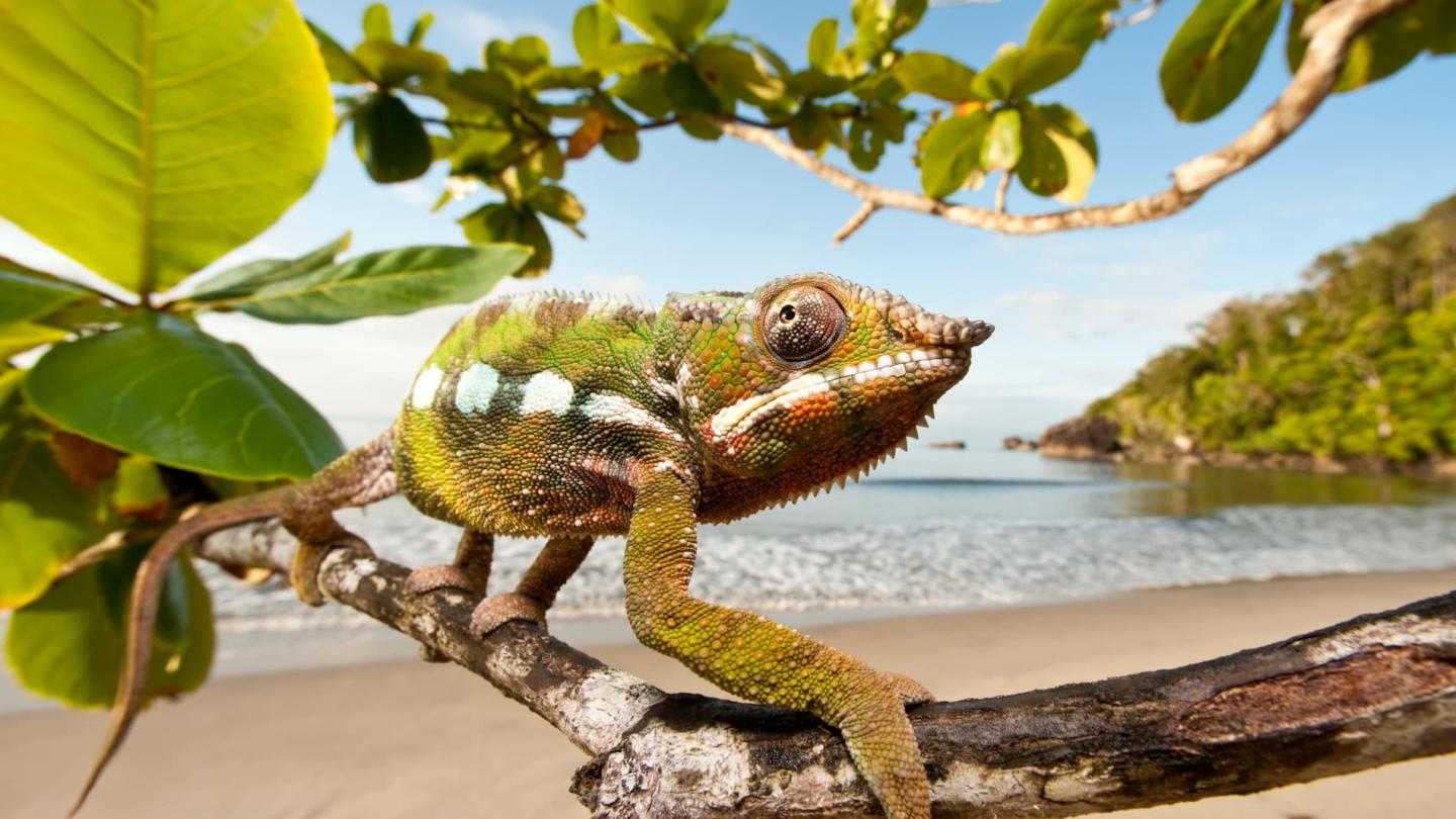 Caméléon panthère mâle (Furcifer pardalis) - Parc national de la péninsule de Masoala, Madagascar.