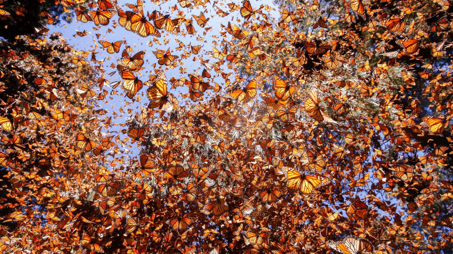 Papillon monarque (Danaus plexippus) hivernant dans les forêts de pins oyamel (Abies religiosa)