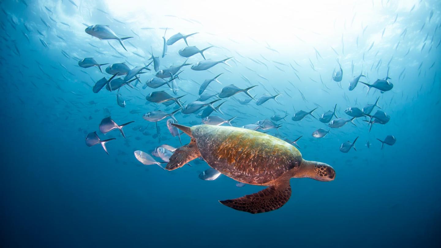 Station de nettoyage des tortues marines, plongée à Gordon's Rock, île de Santa Cruz, Galapagos, Équateur
