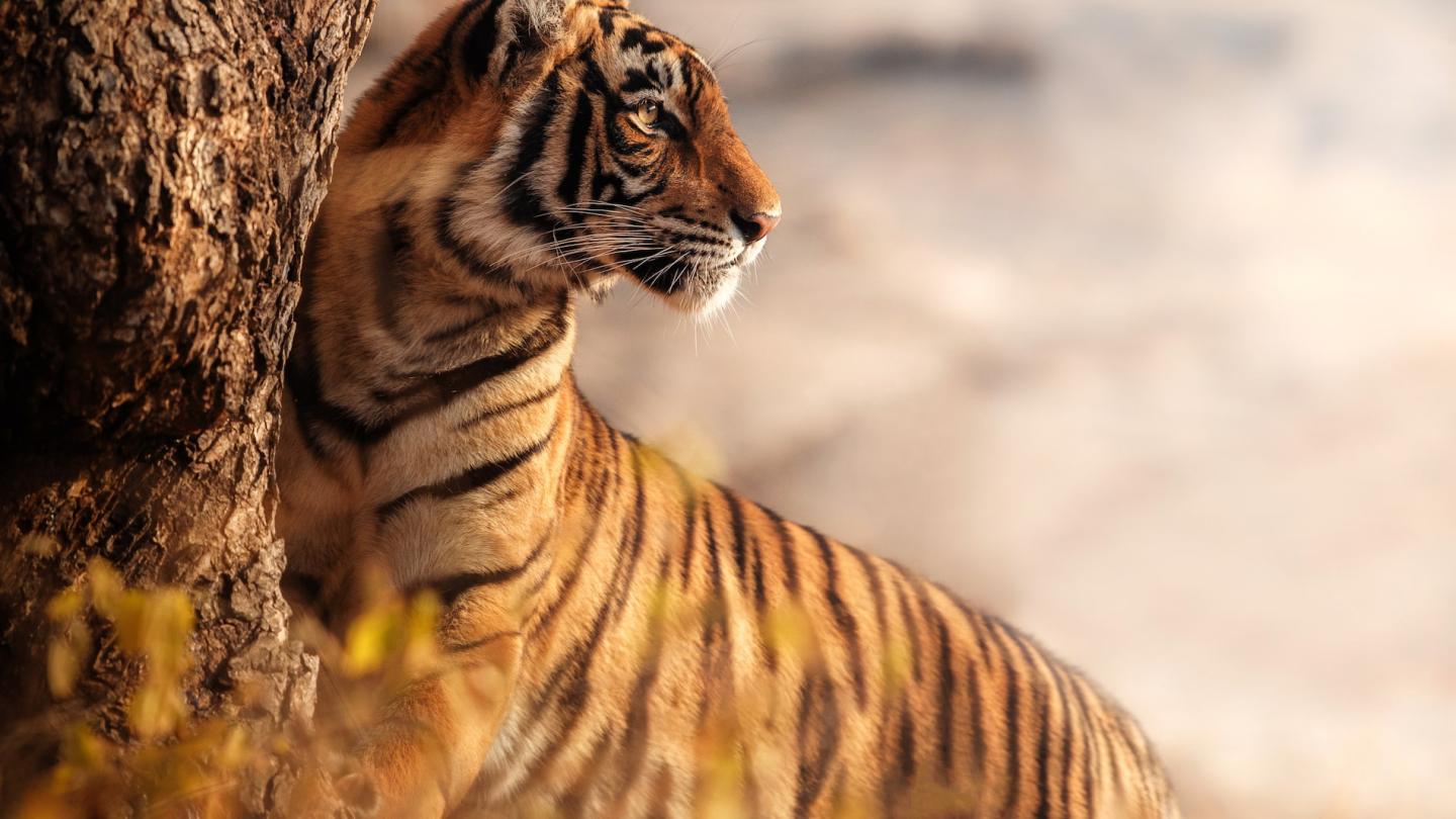 Tigre regarde en arrière au soleil