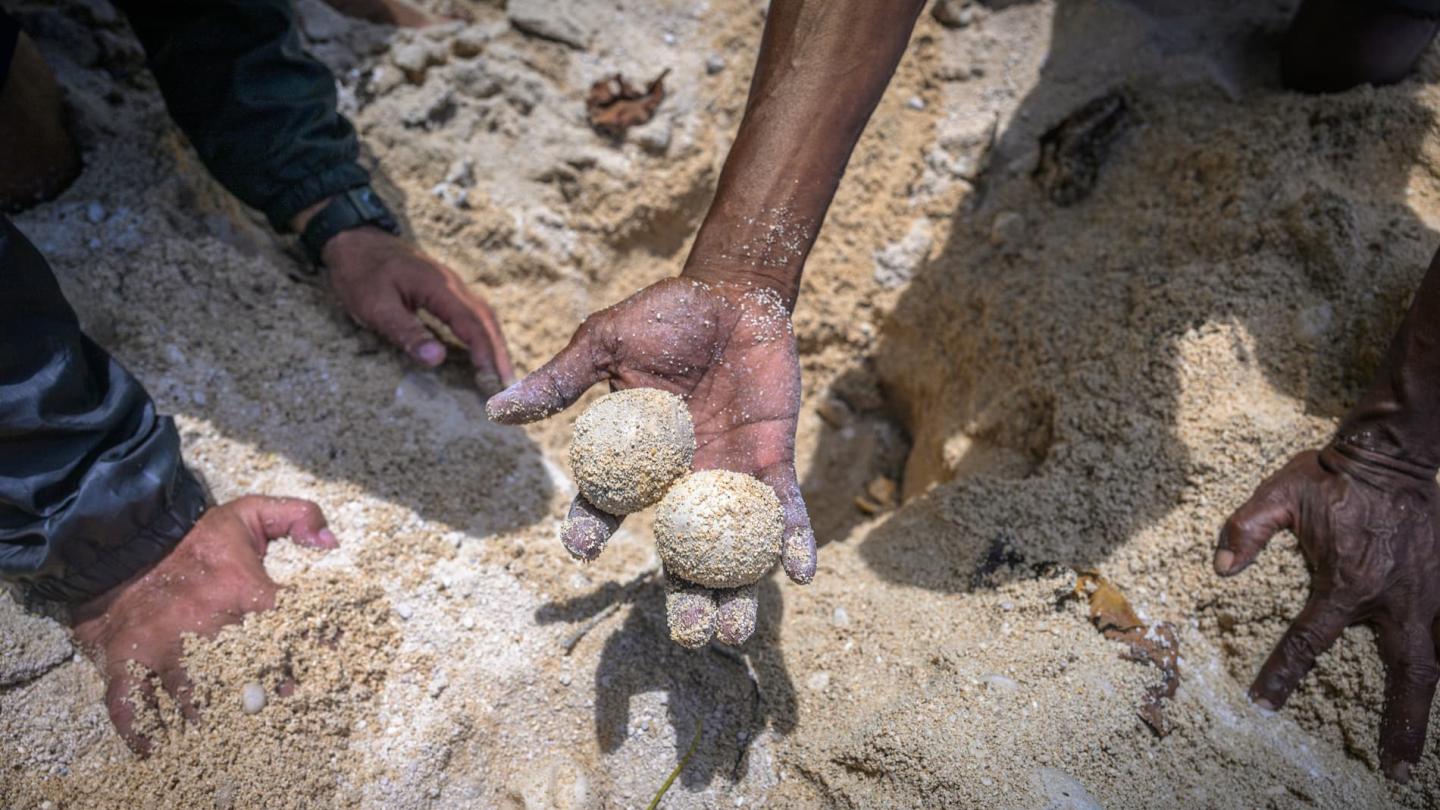 Un membre de la communauté du village de Galowe expose des œufs non éclos