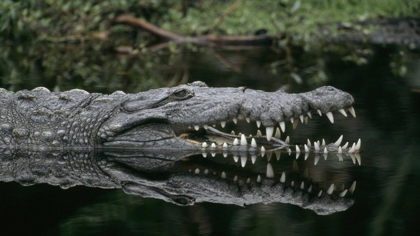  Crocodile américain (Crocodylus acutus) nageant à la surface, la gueule ouverte.