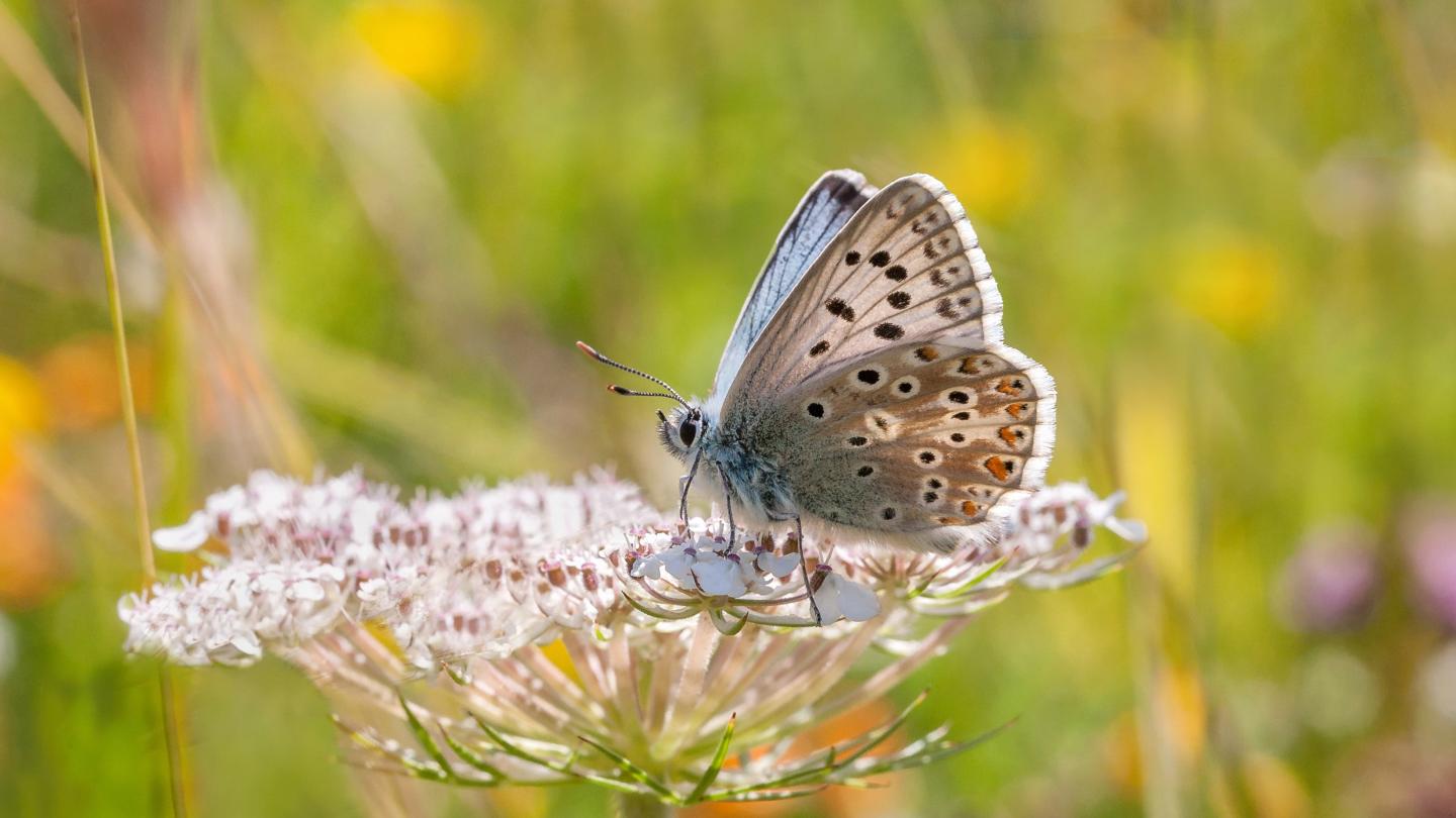 Papillon Argus bleu-nacré (Polyommatus coridon)