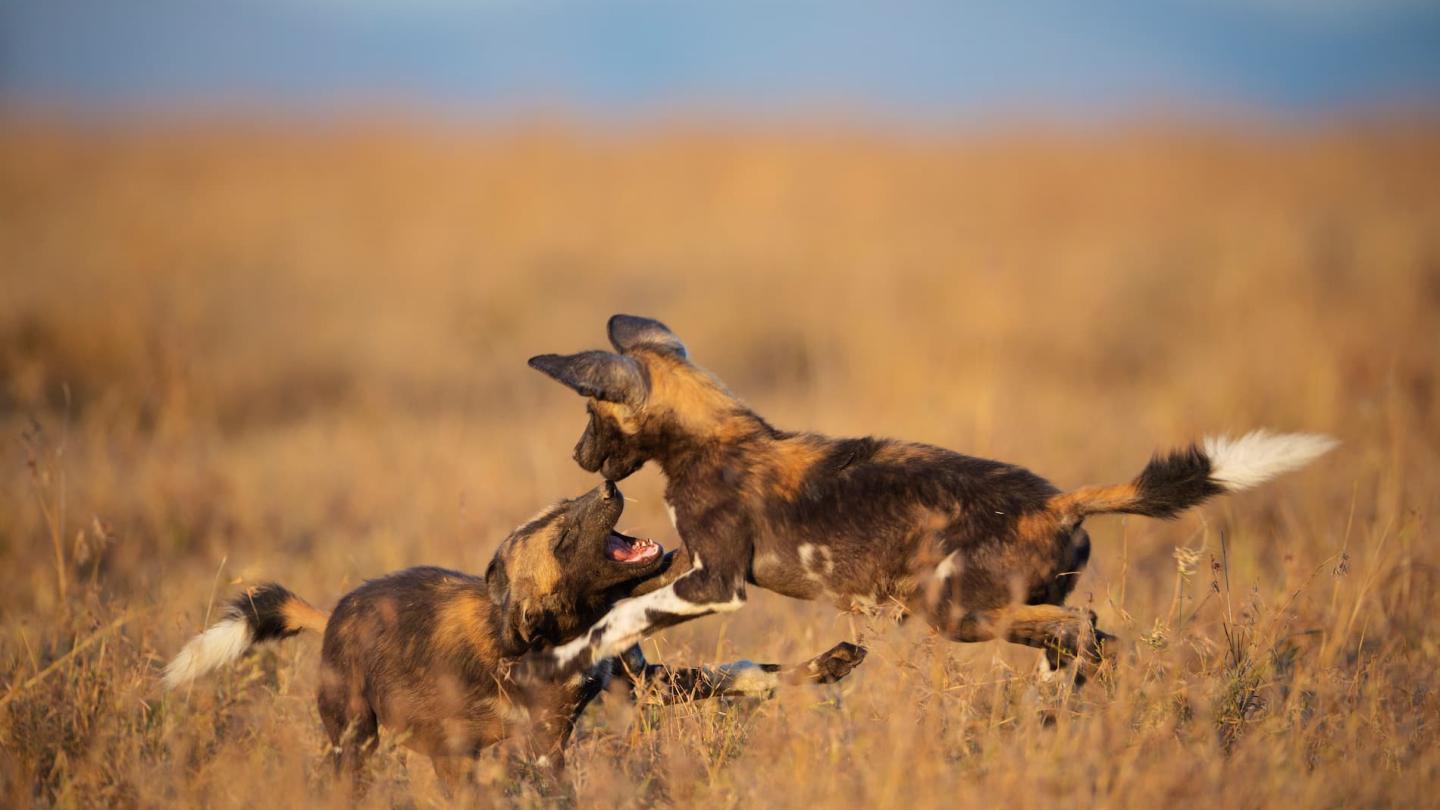 Deux lycaons (Lycaon pictus) jouant