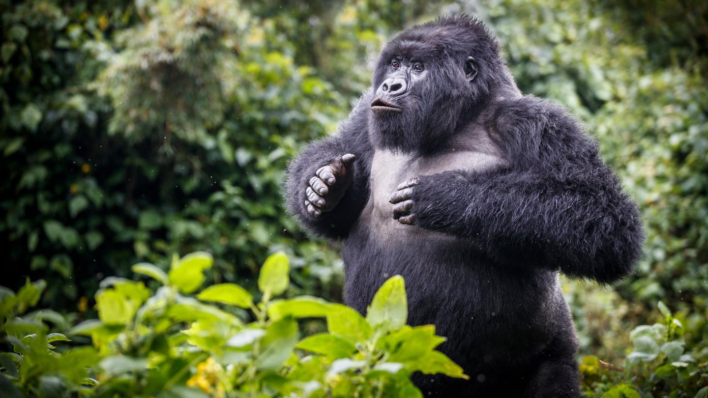 Gorille de montagne (Gorilla beringei beringei), jeune mâle.