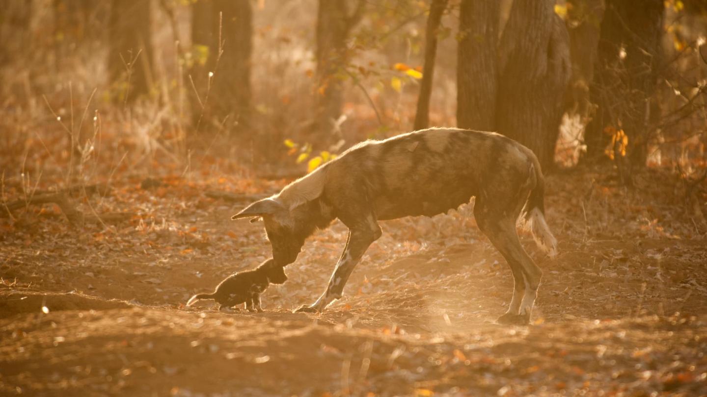 Une mere lycaon (Lycaon Pictus) retourne à sa taniere apres la chasse pour nourrir ses petits