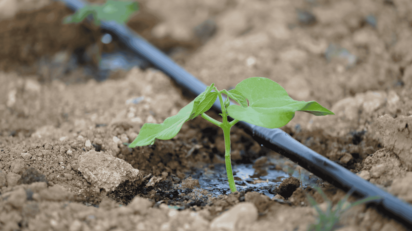  Irrigation goutte à goutte