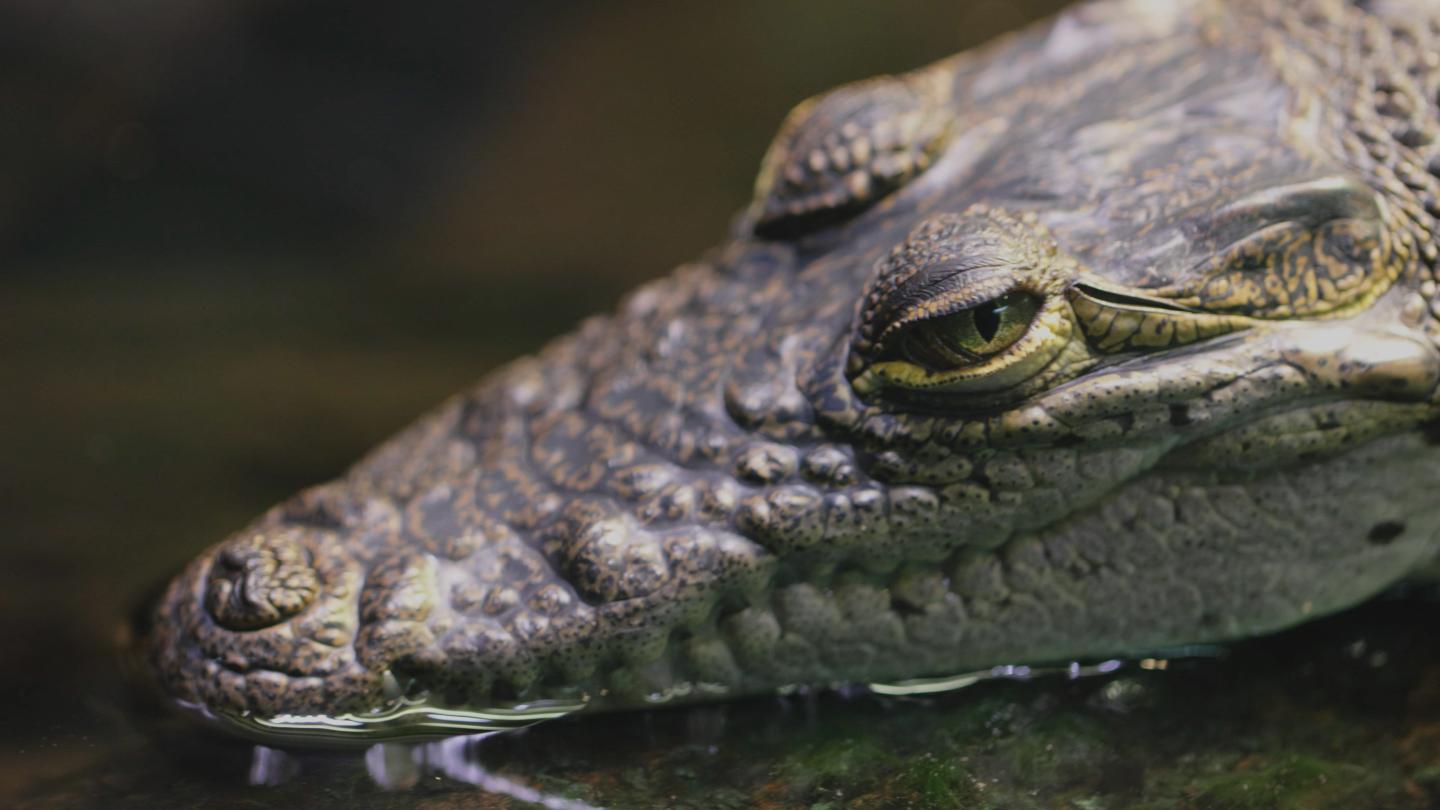 Crocodile de Morelet (Crocodylus moreletii)