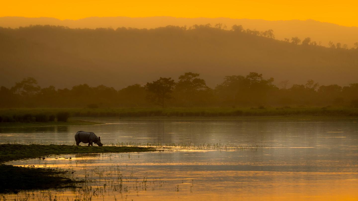 Un rhinocéros d'Asie (Rhinoceros unicornis) boit au bord de l'eau au coucher du soleil, Inde