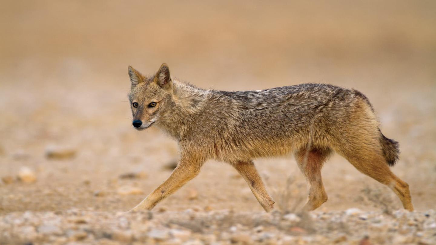 Chacal doré (Canis aureus) en mouvement