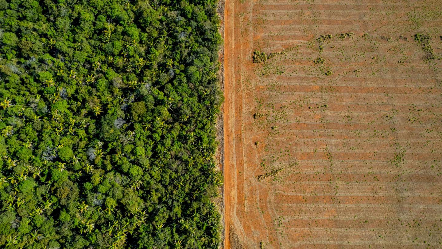 Forêt Amazonienne dans l'État du Mato Grosso, région Centre-Ouest du Brésil.