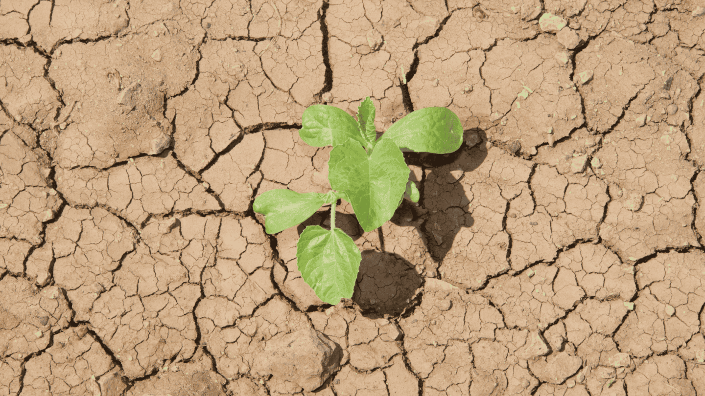 Sécheresse champ agriculture