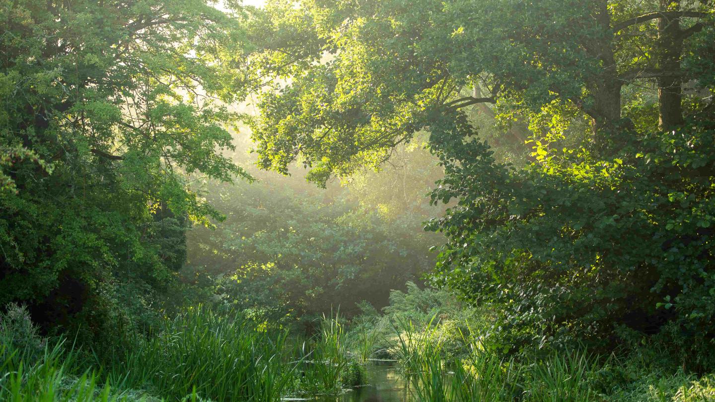 Arbres sur la rivière Nar, près de Castle Acre, Norfolk, Royaume-Uni.