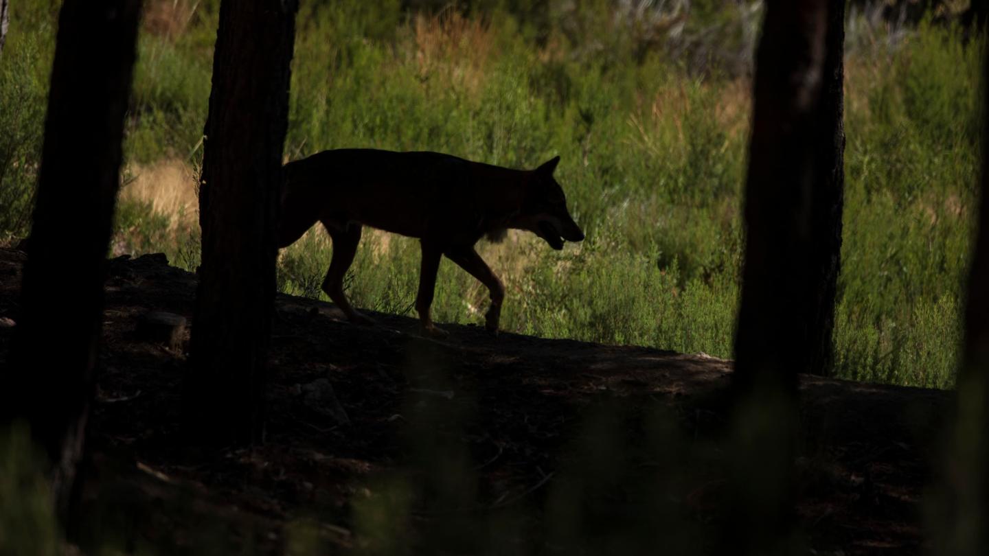 Loup européen (Canis lupus lupus)