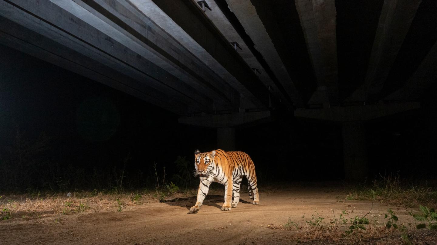 Tigre du Bengale (Panthera tigris) utilisant le passage souterrain de la plus longue route nationale d'Inde, réserve de tigres de Pench, Madhya Pradesh, Inde.