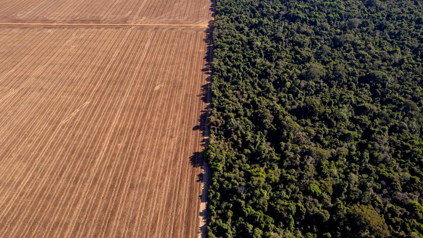 Amazonie dans l'État du Mato Grosso, région Centre-Ouest du Brésil.