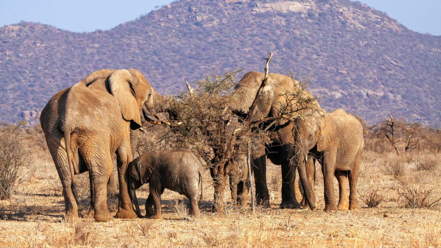 Des éléphants Samburu mangent un arbre pendant une sécheresse