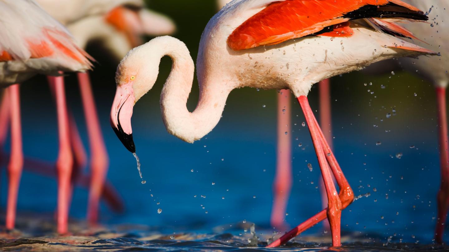 Flamant rose (Phoenicopterus roseus) se baignant dans le lagon, Pont du Gau, Camargue, France