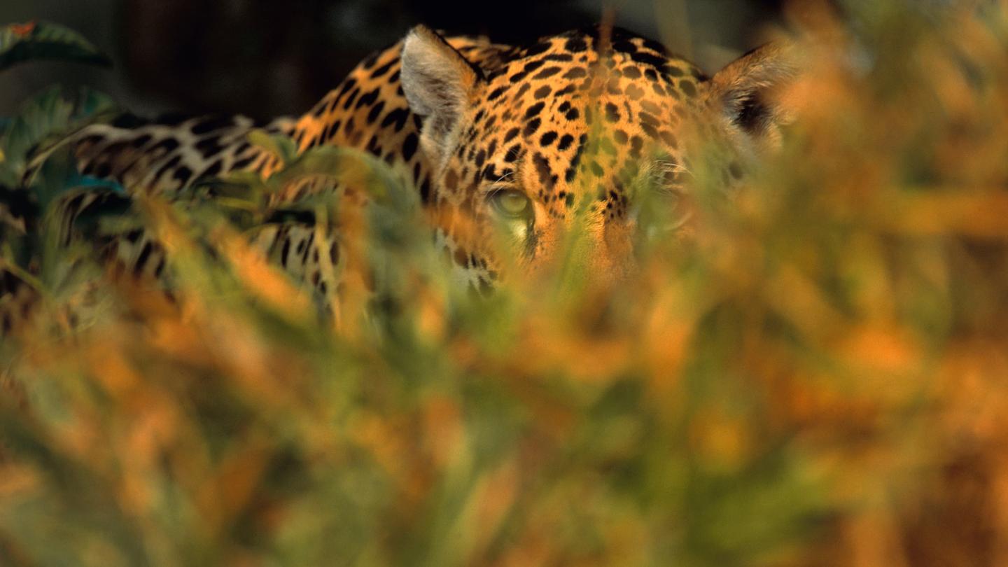 Jaguar (Panthera onca), Pantanal, Brazil.