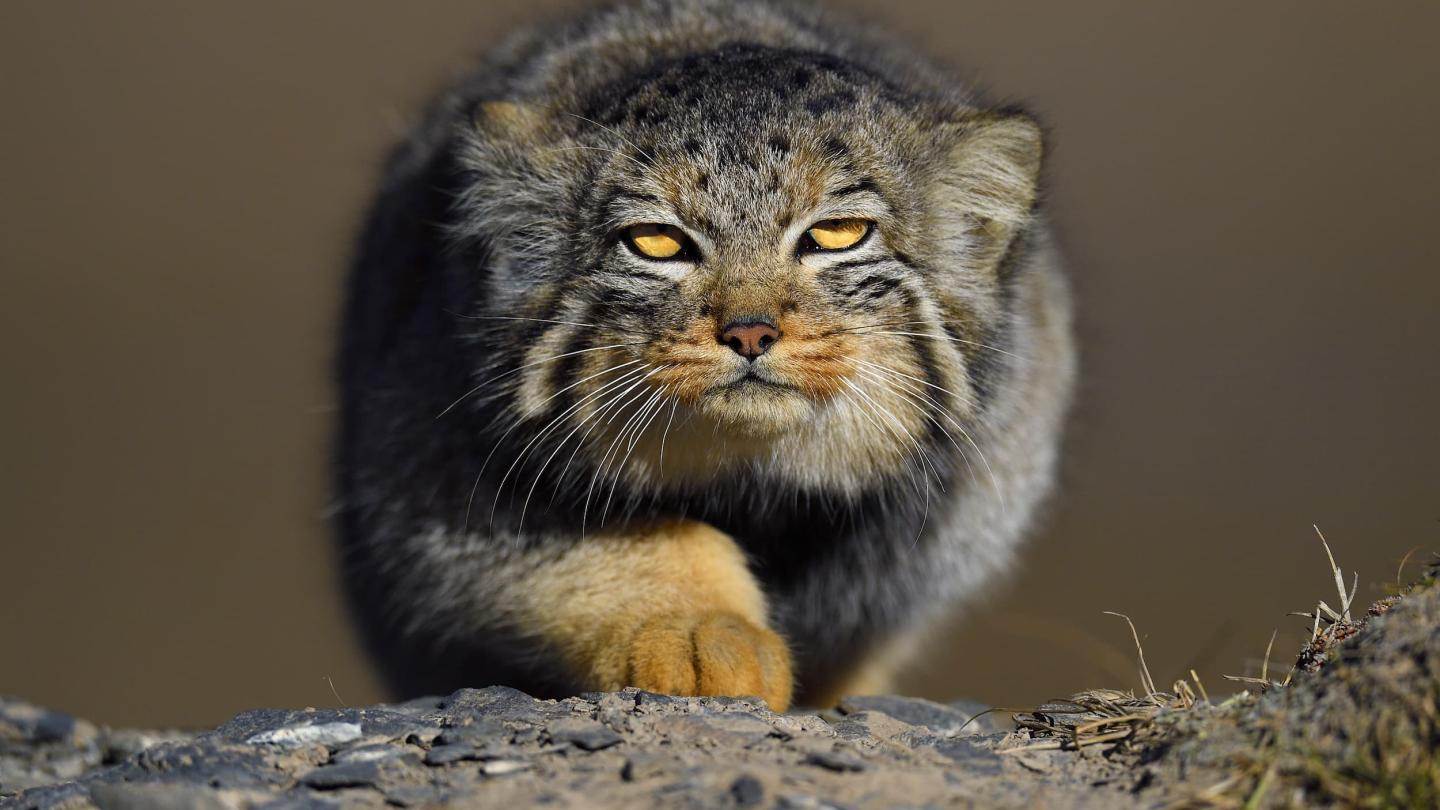 Chat Pallas (Otocolobus manul)