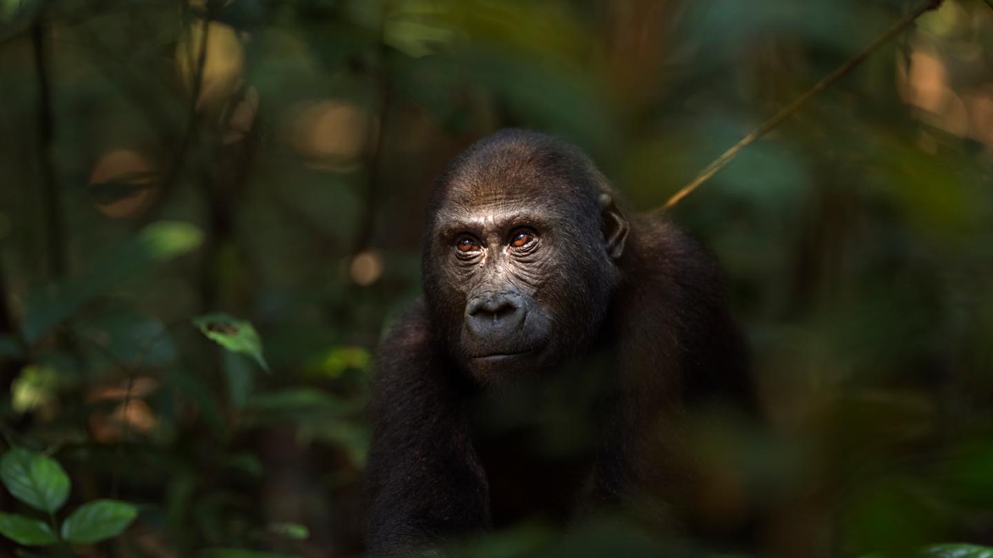 Gorilles des plaines occidentales (Gorilla gorilla gorilla)