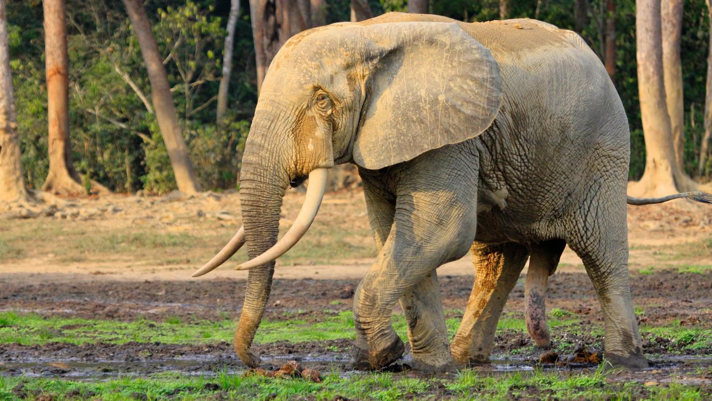 Éléphant de forêt (Loxodonta cyclotis)