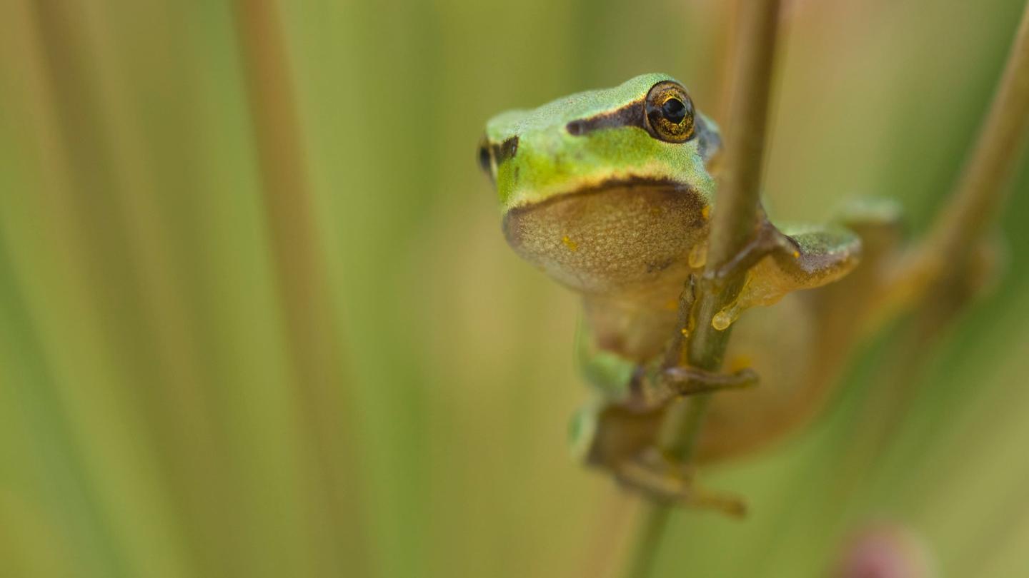 Rainette verte (Hyla arborea)