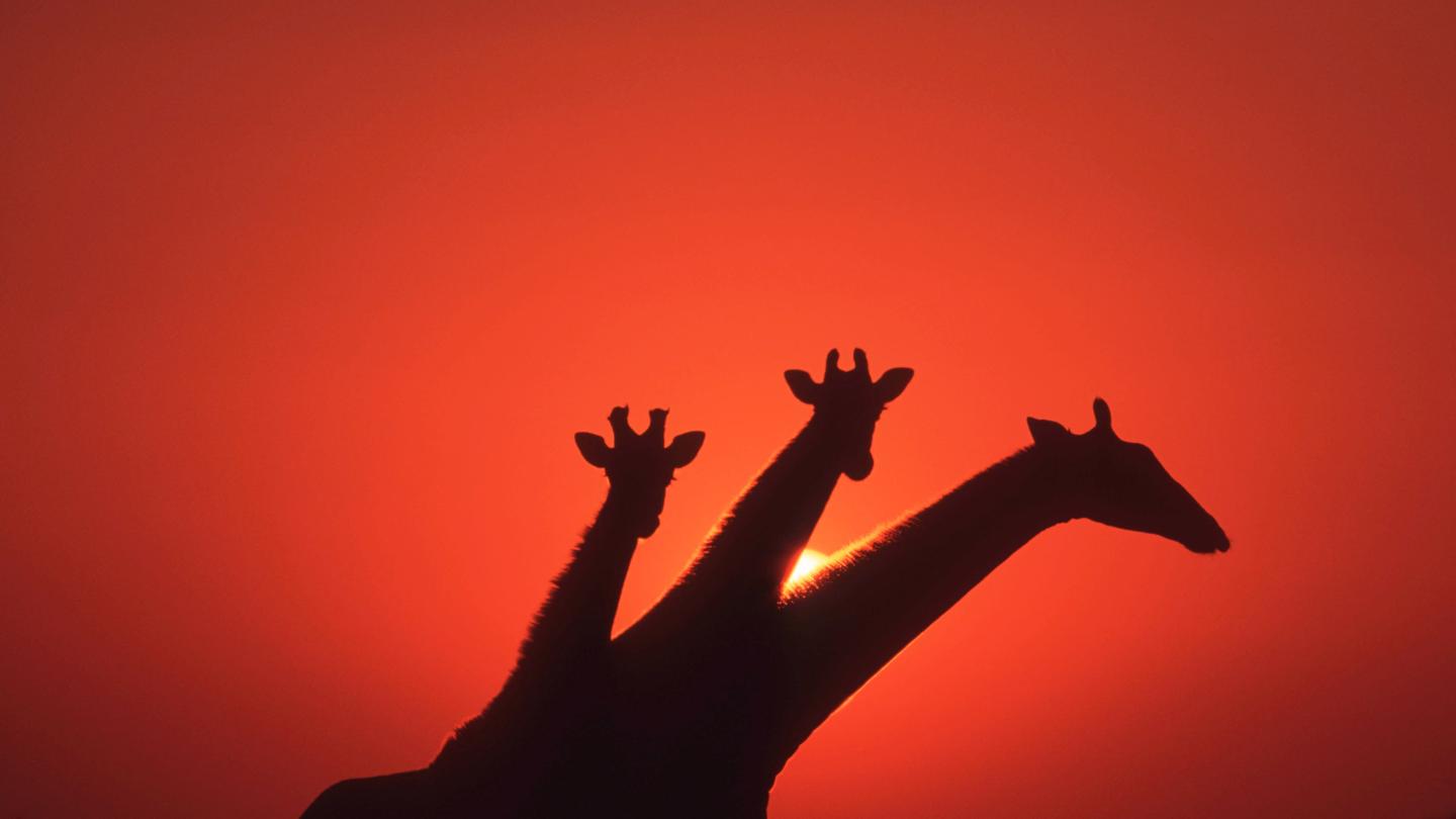 Trois girafes au coucher du soleil. 