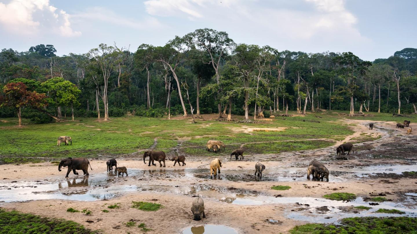 Éléphants de forêt d'Afrique (Loxodonta cyclotisat) à Dzanga Bai, réserve spéciale de Dzanga-Sangha, République centrafricaine