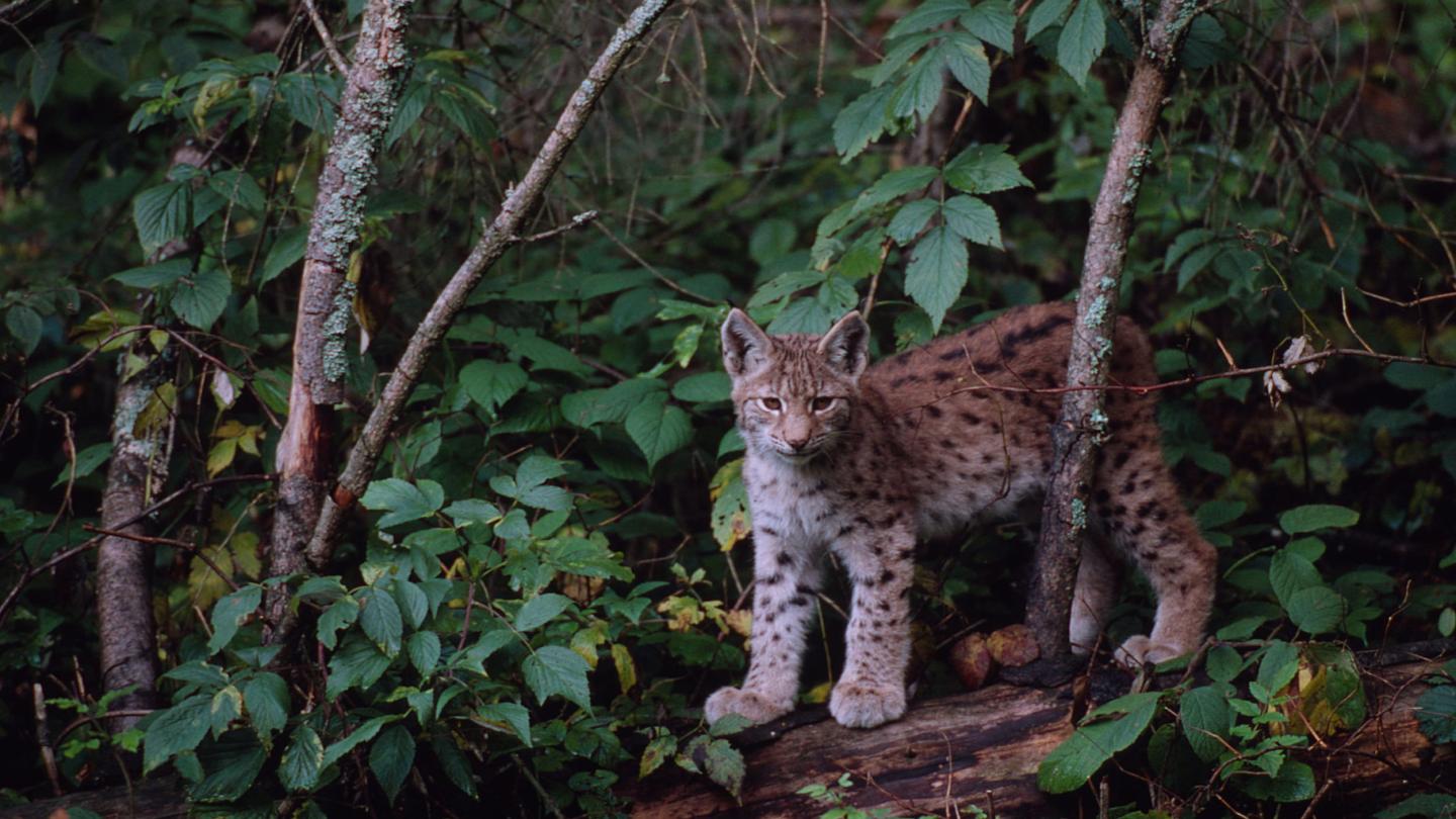 Jeune Lynx