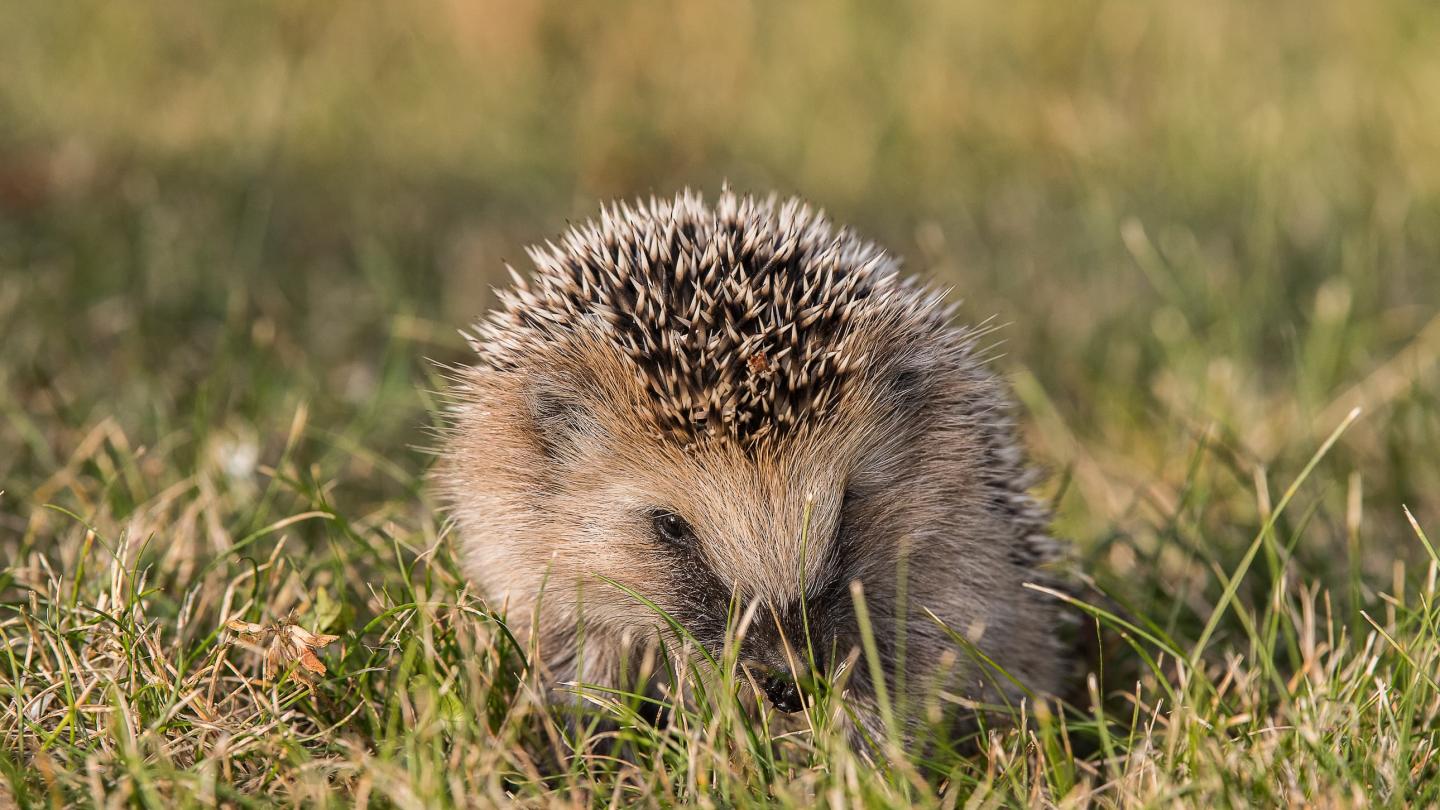 Hérisson juvénile d'Europe