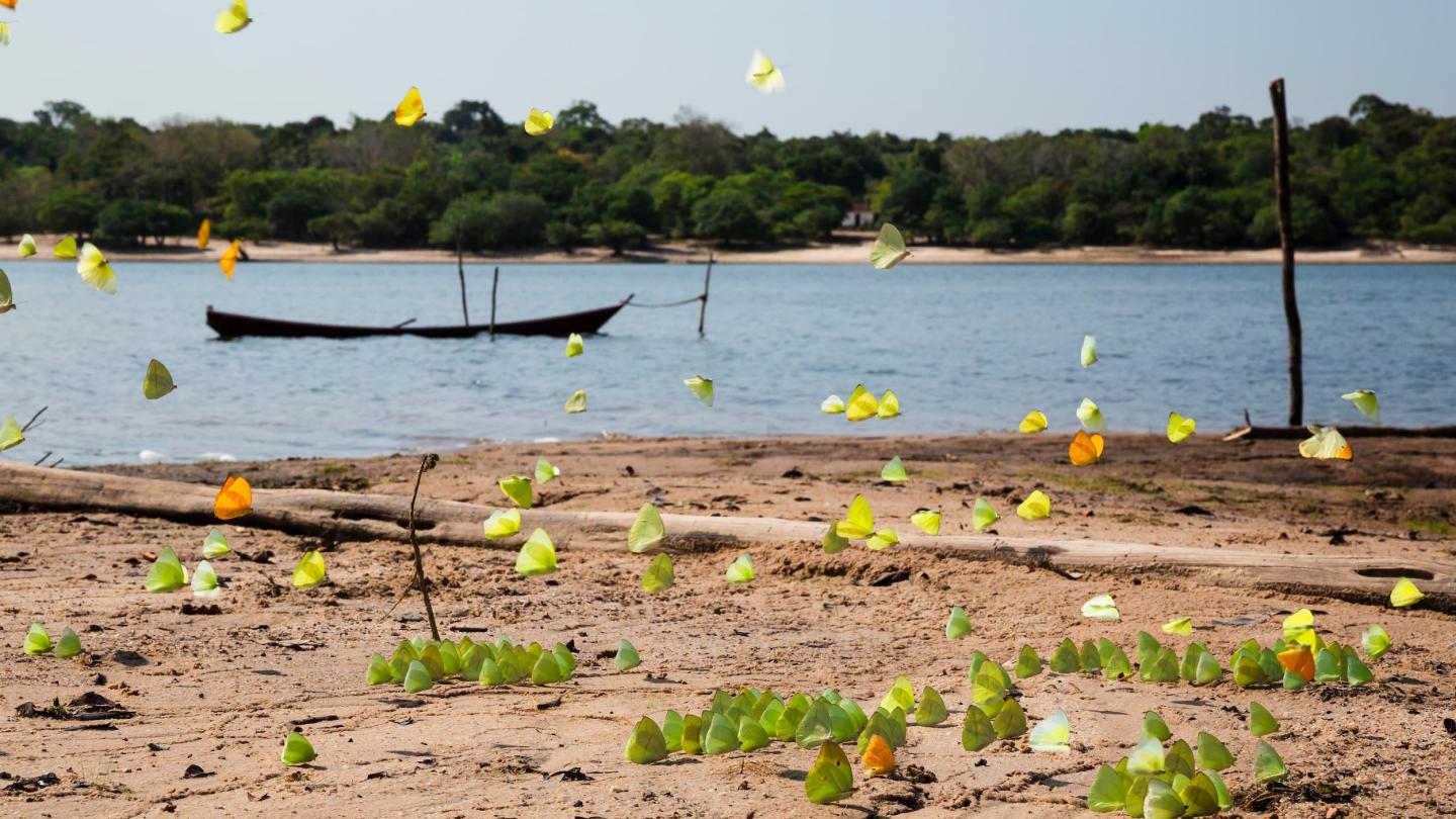 Papillons jaunes sur les rives du lac Anumã, dans le village de Vista Alegre do Capixauã.
