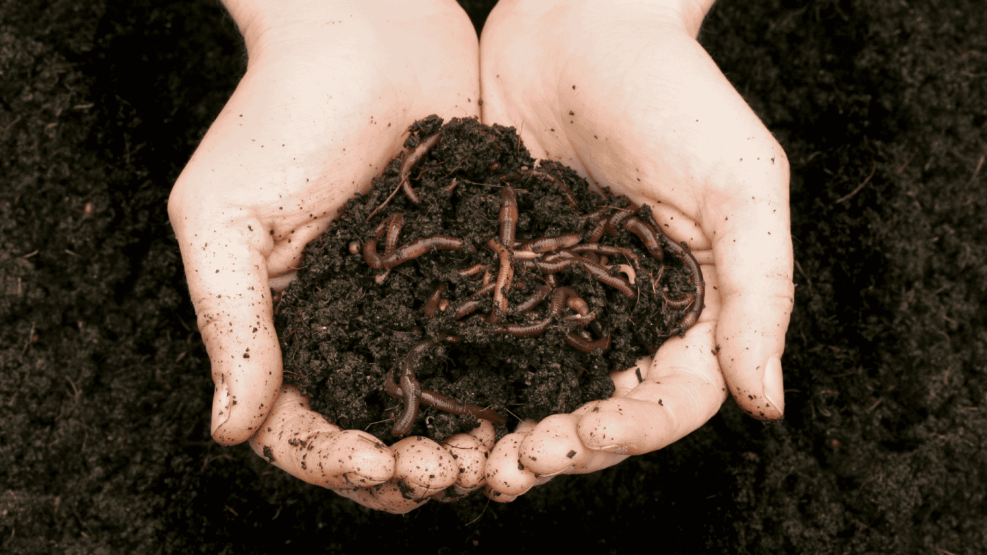 Ver de terre dans des mains