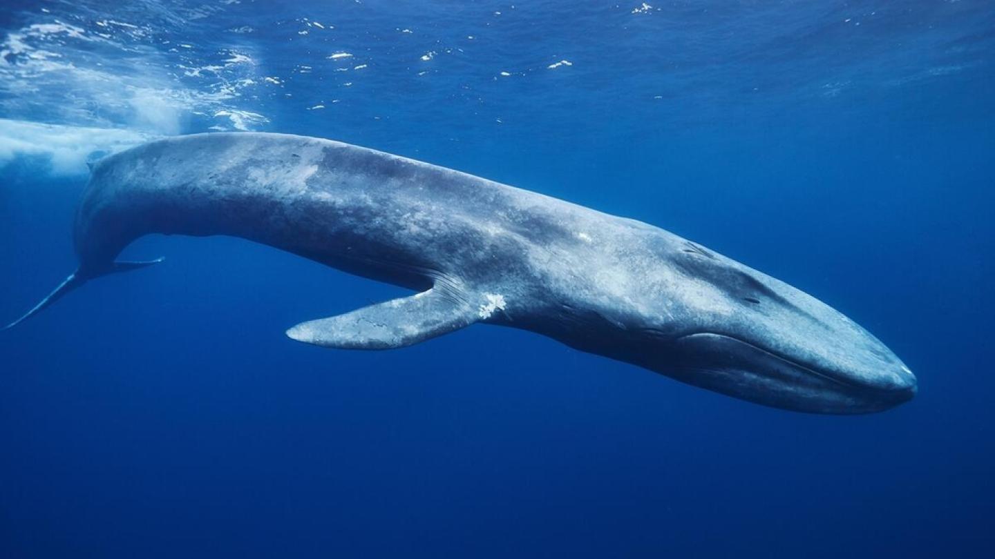 Baleine bleue (Balaenoptera musculus) à Mirissa, Sri Lanka