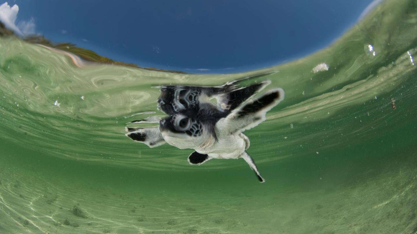 Bébé tortue verte (Chelonia mydas) nageant vers la mer encore dans les eaux peu profondes de la plage. Île Anano, Wakatobi, Sud de Sulawesi, Indonésie