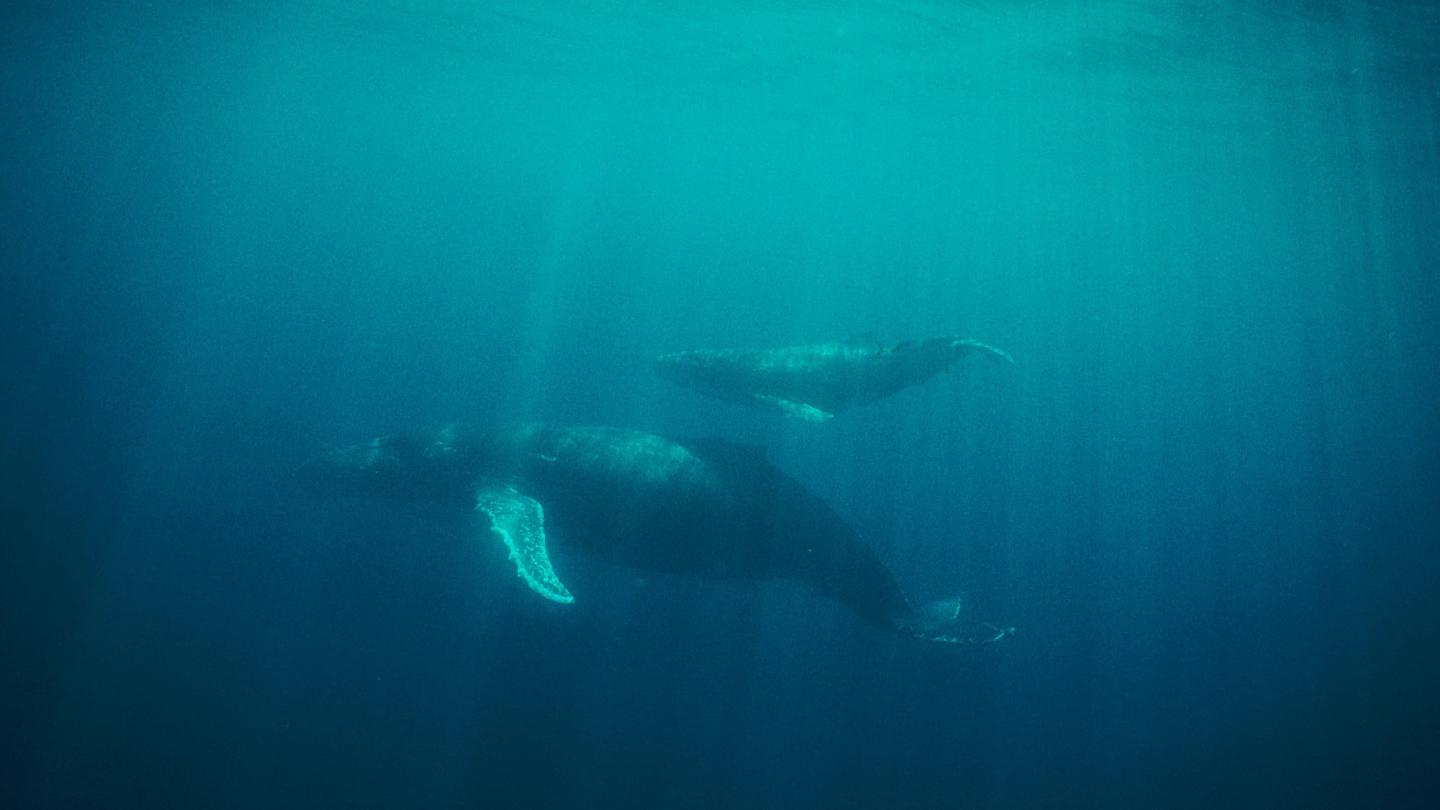 Baleine à bosse avec son petit