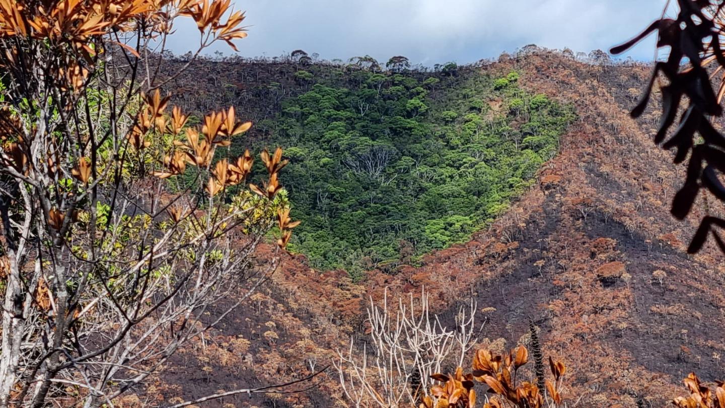 Patch forestier préservé - Nouvelle-Calédonie