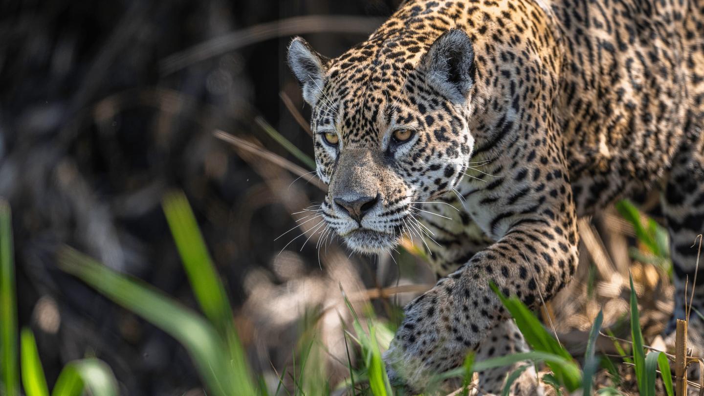 Jaguar (Panthera onca), female
